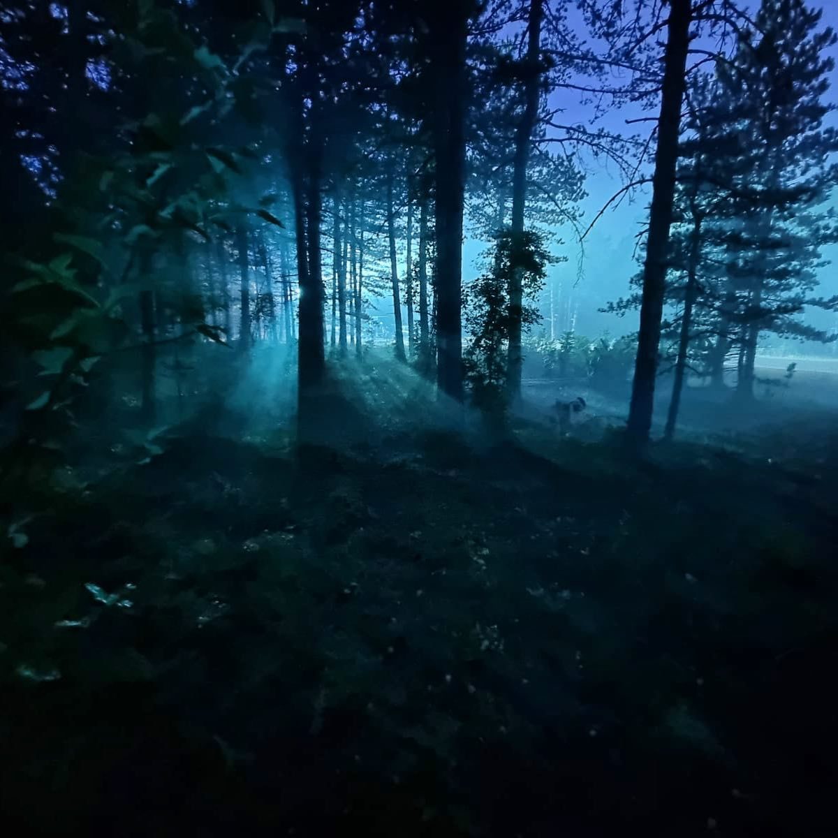 Cool moonlight beams cutting through a misty forest